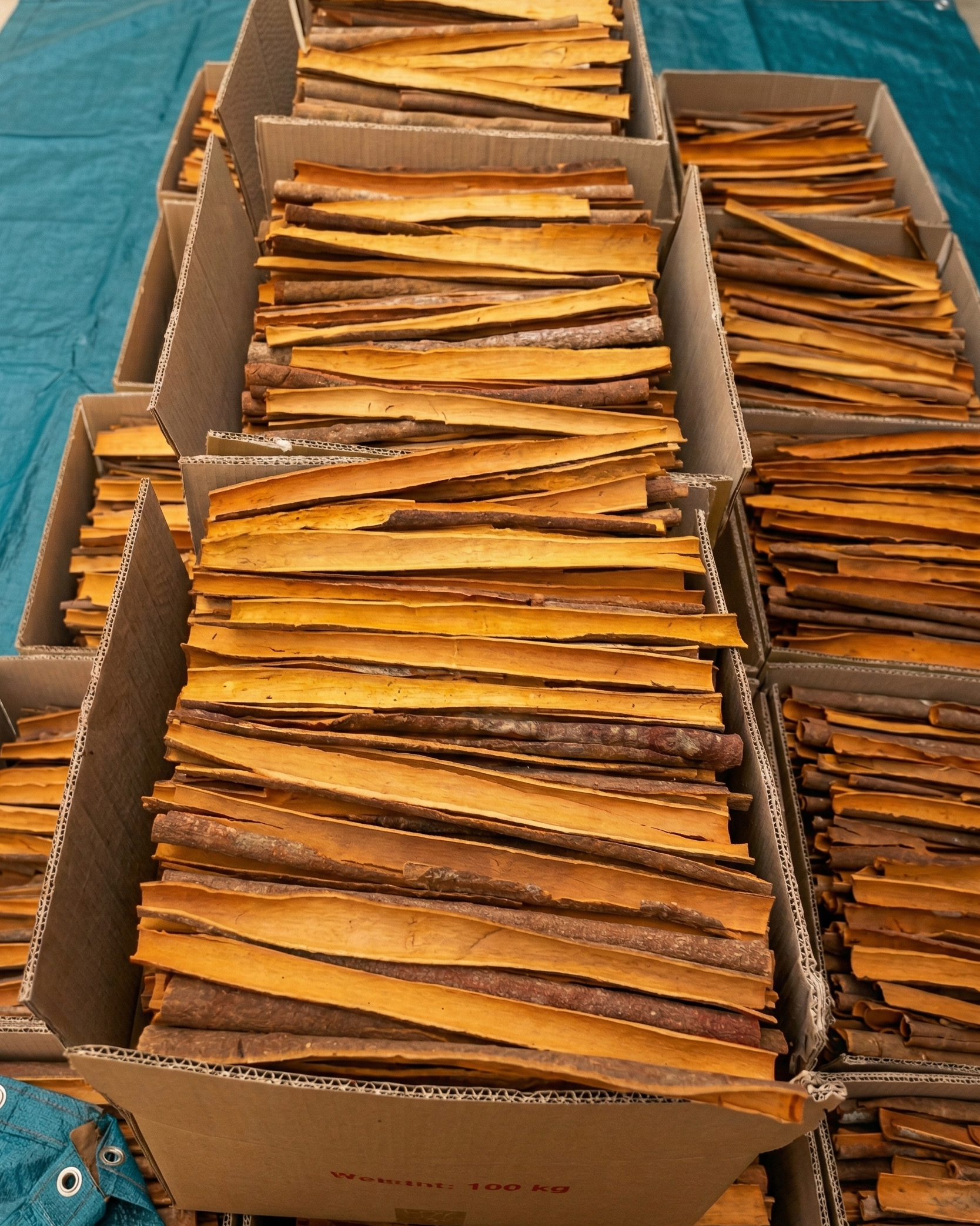 Cassia split cinnamon processed and dried for export