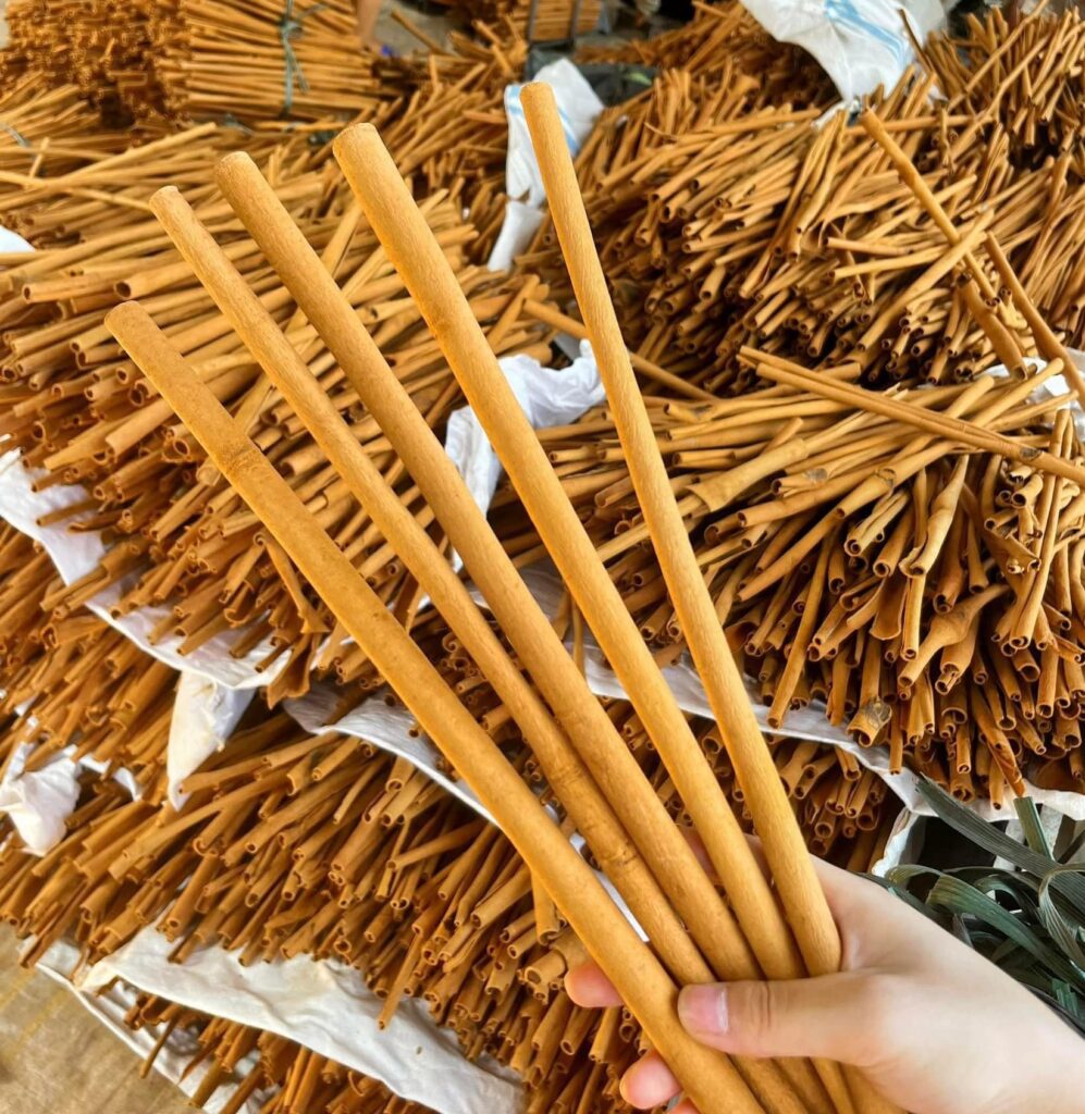 480896768 1845740442855580 2761351892156093688 n