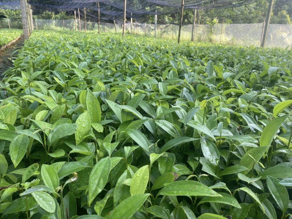 cinnamon seedlings / cinnamon plantation