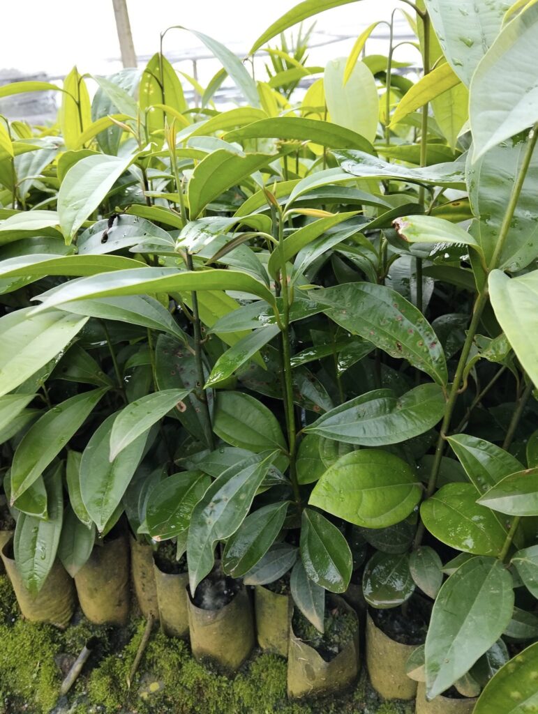 cinnamon seedlings / cinnamon plantation