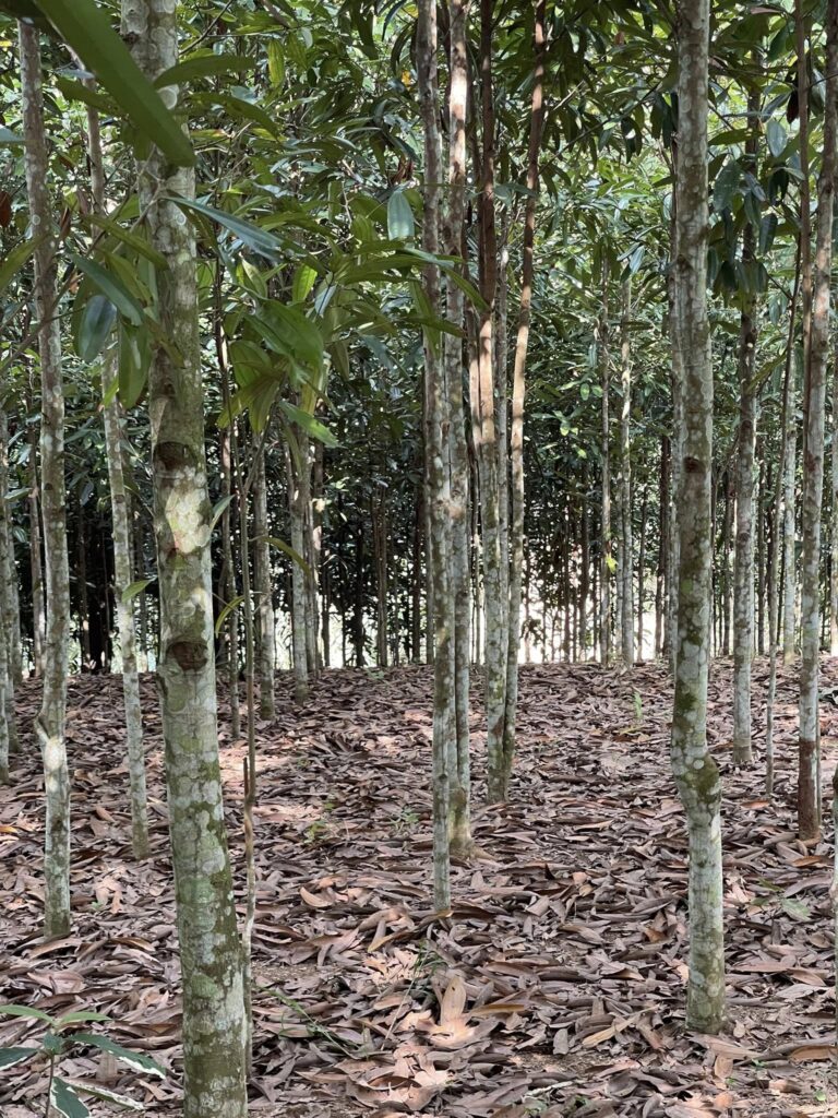 603938129 868951728849554 1788681363267083433 n